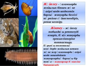 Жануарлар систематика презентация